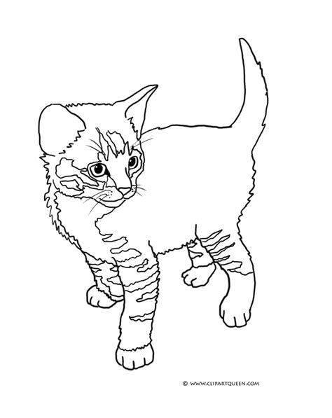 tabby cat coloring   designlooter