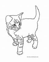 Coloring Cat Pages Kitten Cute Tabby Kittens Printable Drawing Cats Color Funny Little Drawings Sheet Print Clip Getdrawings Book Two sketch template