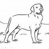 Labrador Coloring Retriever Dog Pages Kids Colouring Drawings Labradors Animal Chocolate Crafts Dogs Print Adult Designlooter sketch template
