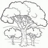 Coloring Tree Trees Clipart Birthday Pages Library sketch template