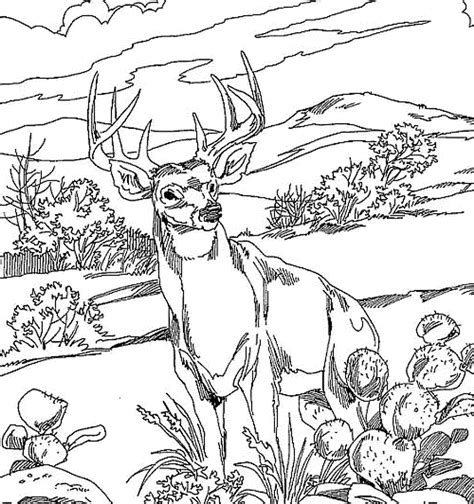 white tailed deer coloring pages  print coloring home