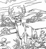 Coloring Deer Pages Printable Colouring Kids sketch template