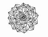 Dahlia Coloring Coloringcrew Flowers sketch template