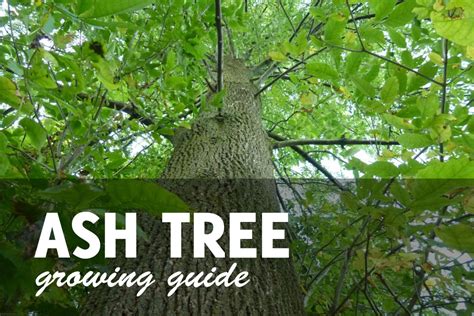 ash tree growing guide disease pests planting pruning care