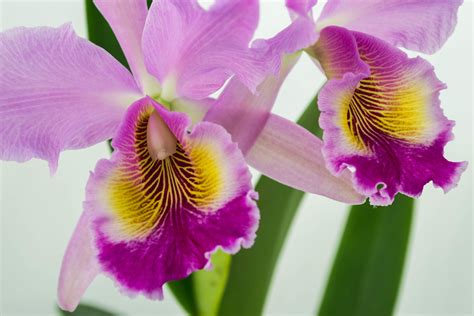 Cattleya Fabia Labiata X Dowiana