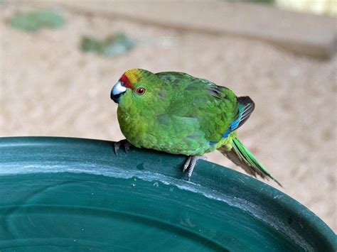 kakariki facts care  pets pictures  video