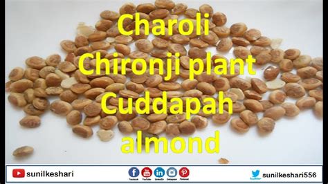 charoli  chironji plant tree cuddapah almond buchanania lanzan