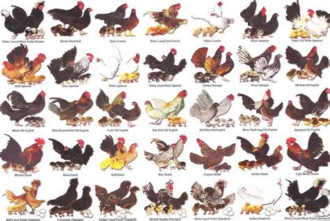 bantam chart laying chickens chickens backyard chicken breeds