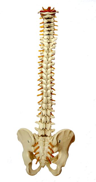 spine backbone vertebrae  image  pixabay