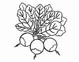 Beets Template Coloring Pages sketch template