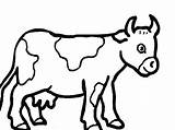 Coloring Pages Herd Cows Popular Cow Kids sketch template