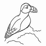 Puffin Coloring Pages Puffins Horned Atlantic Cliff Rocky Standing Toddlers sketch template