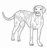 Coloring Hound Printable Plott Basset Puppy Pages Pinscher Miniature Color Version Click sketch template