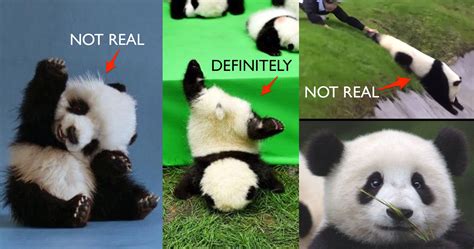 times pandas proved  werent real animals