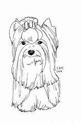 Yorkie Terrier Terriers Pups Clip sketch template