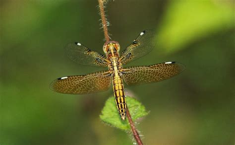 Dragonflies And Damselflies Of Vietnam Palpopleura Sexmaculata