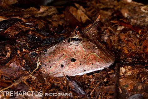 amazon horned frog amazon horned frog ceratophrys cornuta flickr
