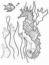 Fish Coloring Seahorse Pedrero Robin Book Drawing Drawings 29th Uploaded August Which sketch template