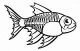 Fish Xray Cartoon Tetra Ray Character Coloring Drawing Outline Animal Graphicriver Clip Clipart Animals Kids Kindergarten Drawings Illustration Book Characters sketch template