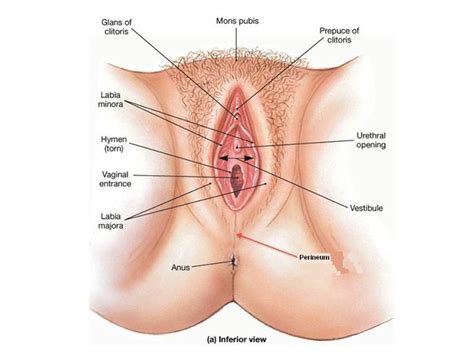 video image link external female genitalia