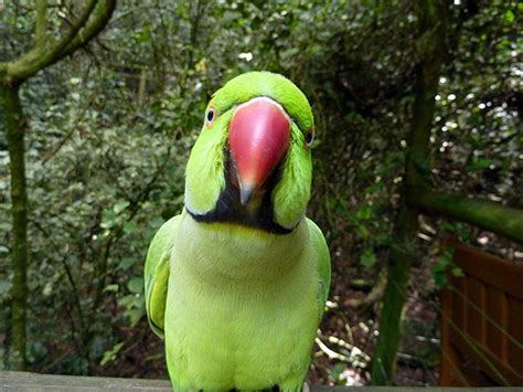 green ringneck parrots   happiest birds   world  pets  love em