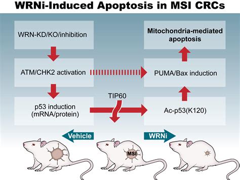 wrn suppresses ppuma induced apoptosis  colorectal cancer