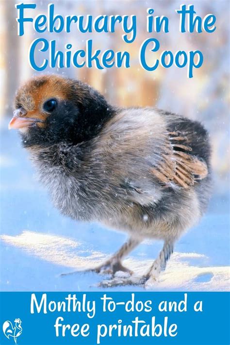 raising backyard chickens in february a to do list in
