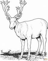 Deer Coloring Pages Caribou Realistic Buck Clipart Red Printable Mule Reindeer Deers Drawing Gif Print Skip Main sketch template