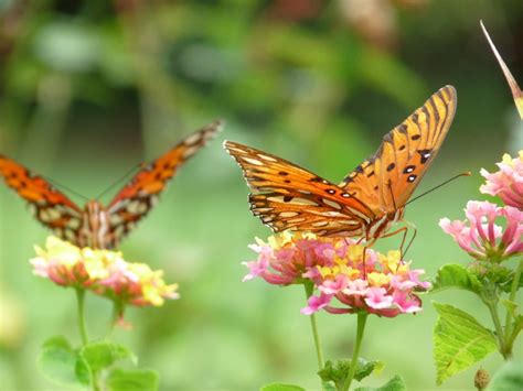 butterfly gardens flowers  plants  attract butterflies