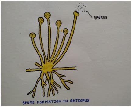 spore formation class  biology lesson   organism reproduce