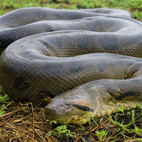 top  largest  size snakes   world