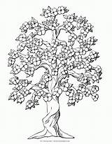 Coloring Evergreen Tree Library Clipart Draw Flower sketch template