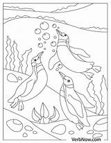 Coloring Penguin Penguins Verbnow sketch template