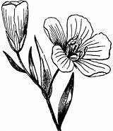 Flax Clipart Etc Medium Flower Original sketch template