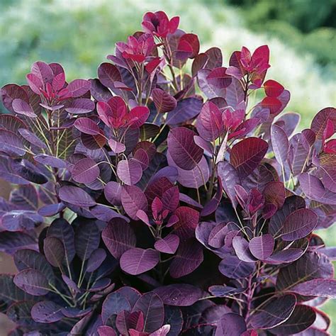 royal purple smoke tree americas gardens nursery