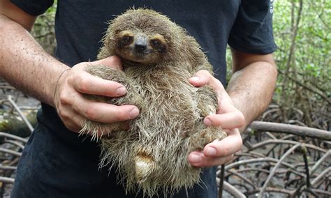 pygmy sloths  discovering habitats animal hype