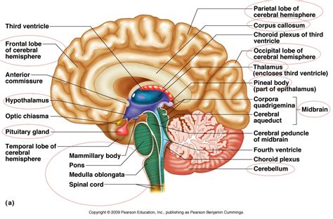 brain diagram   brain diagram png images