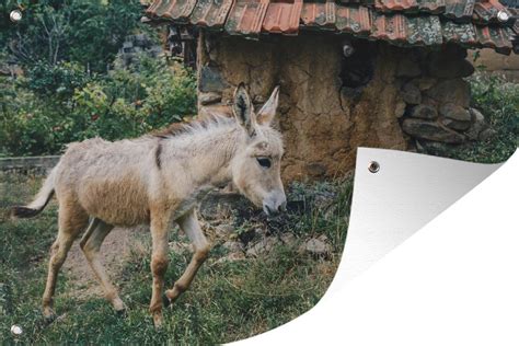 bolcom tuinposter dwergezel jonge ezel loopt naast een klein huisje tuinposter los doek