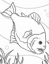 Piranha Coloring Fish Tank Special Pages Orangutan Printable Netart Designlooter Getcolorings Getdrawings Drawing 776px 97kb sketch template