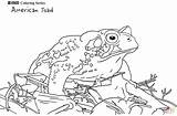 Toad Colorare Rospo Disegno Webstockreview sketch template