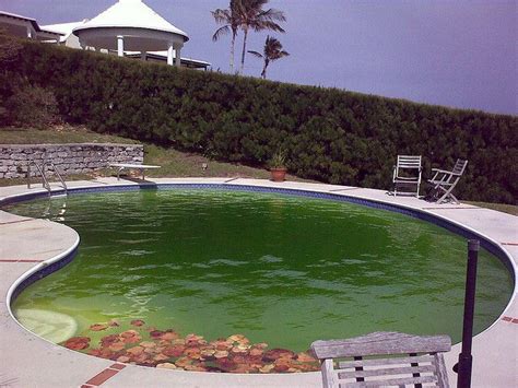 my swimming pool is green how to clean and get rid of algae pool landscaping salt water pool