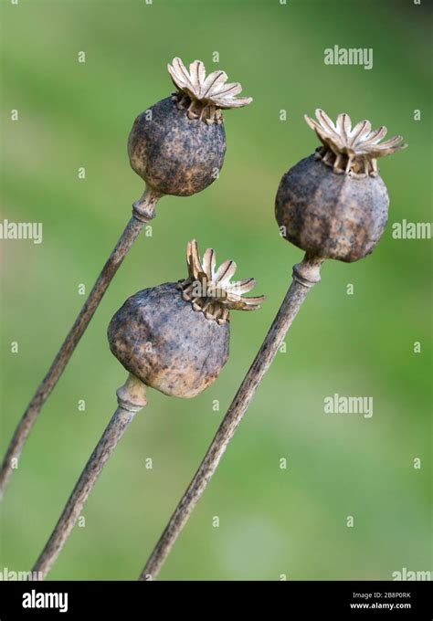 flower seed pods  res stock photography  images alamy