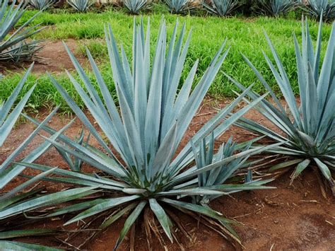 ideas inventions  innovations fructans  agave plant