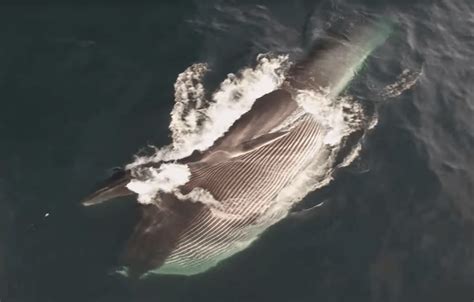 footage  fin whale feeding behavior baleines en