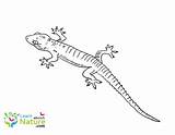 Gecko Coloring Pages Color Learn Nature Brilliant Geckos Albanysinsanity sketch template