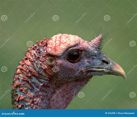 wild turkey head royalty  stock  image