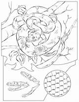 Rattlesnake Geographic Serpiente Didattica Disegno Coloringhome Coloringbay sketch template