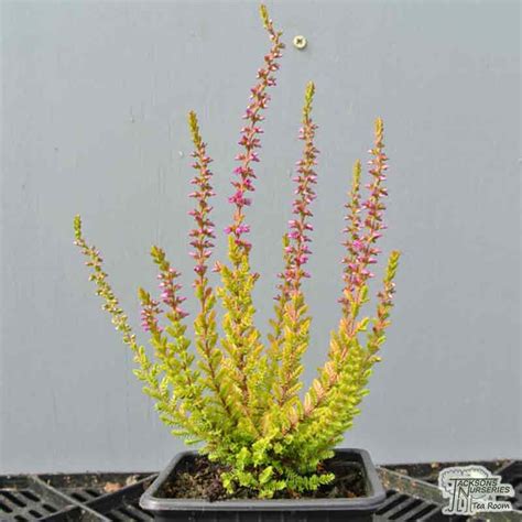 Buy Calluna Vulgaris Firefly Scots Heather In The Uk