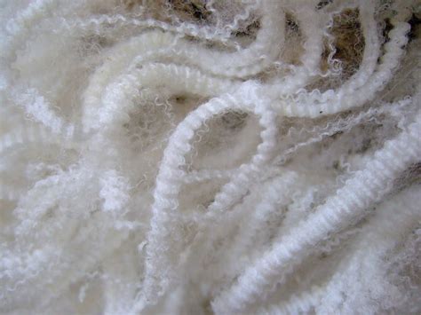 falling dollar sparks wool price lift   quality fine