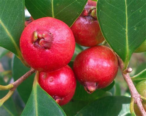 cherry guava plant gallon mature fruiting  spring  ft etsy